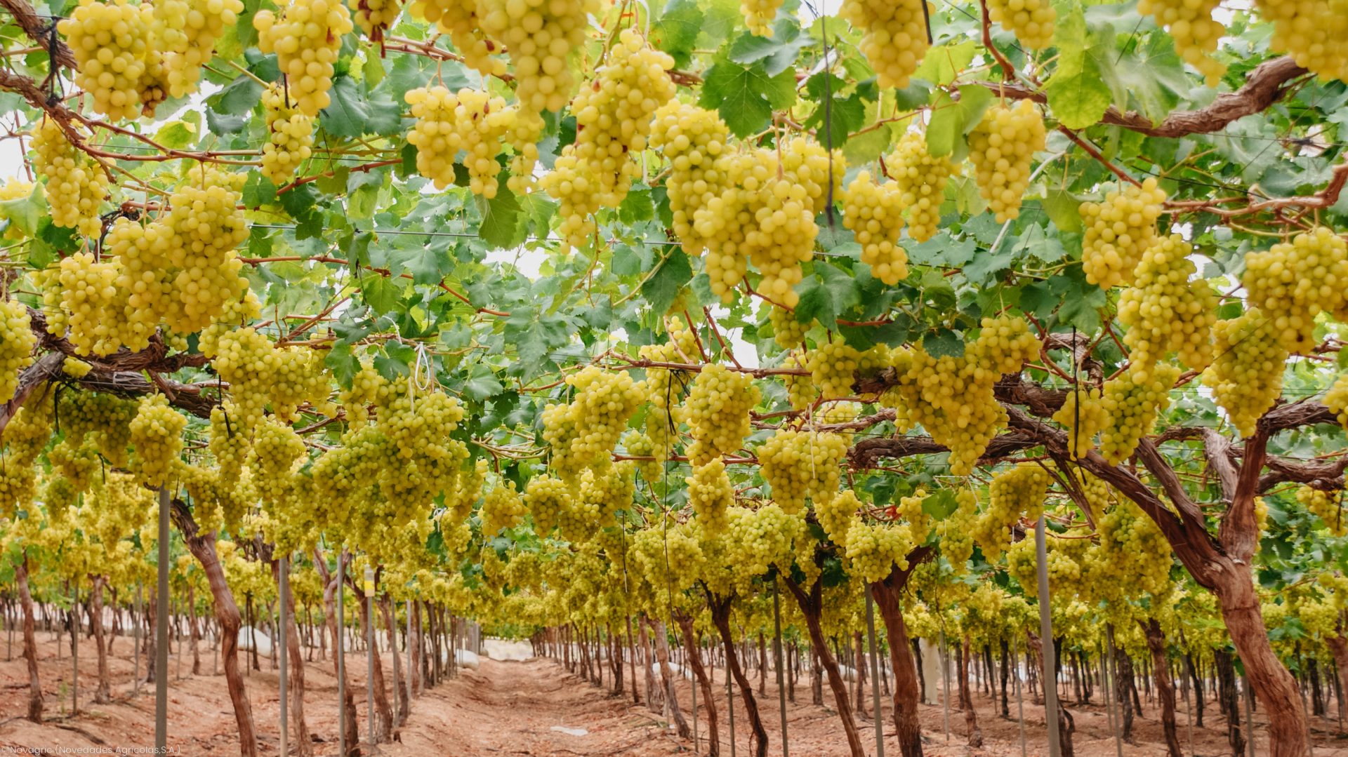 Novagric - Soluciones y servicios especializados en riego, invernaderos y tecnología agrícola