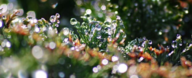 Novagric - Soluciones y servicios especializados en riego, invernaderos y tecnología agrícola