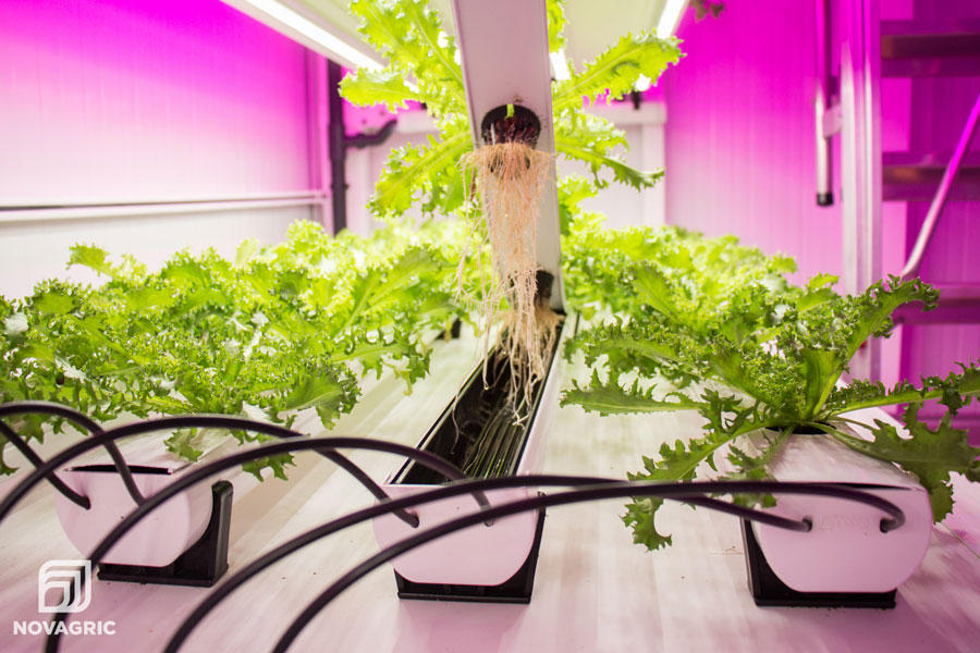 Agricultura-Vertical-1 Novagric - Riego Agricultura Vertical