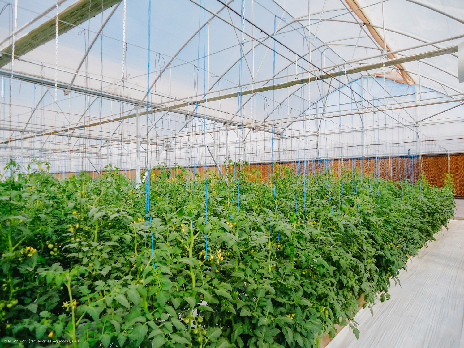 Novagric ejecutó un proyecto de invernaderos semilleros para Syngenta en Marruecos, equipados con tecnología avanzada para la producción profesional de variedades de semillas.