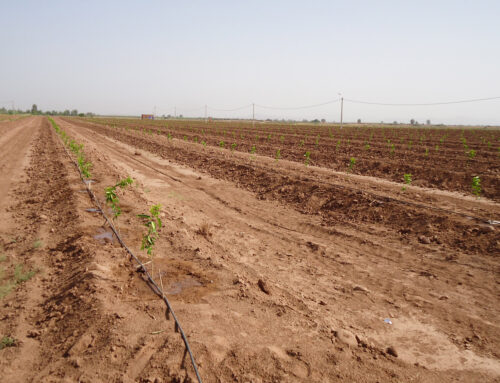 ¿Riego o Fertirrigación? 3 Claves para un cultivo eficiente