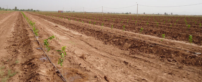 Novagric ejecutó un proyecto de invernaderos semilleros para Syngenta en Marruecos, equipados con tecnología avanzada para la producción profesional de variedades de semillas.