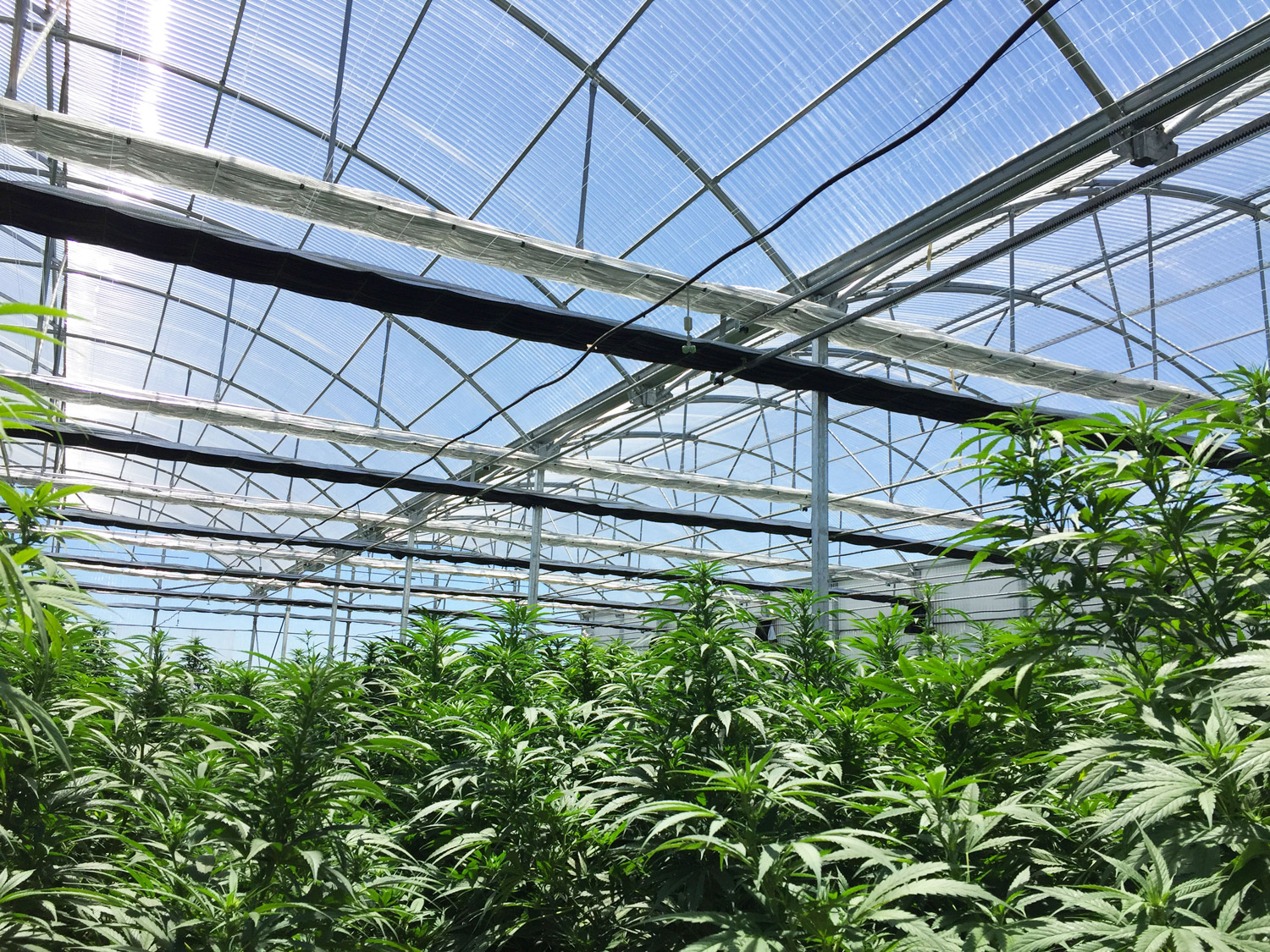 Novagric - Soluciones y servicios especializados en riego, invernaderos y tecnología agrícola