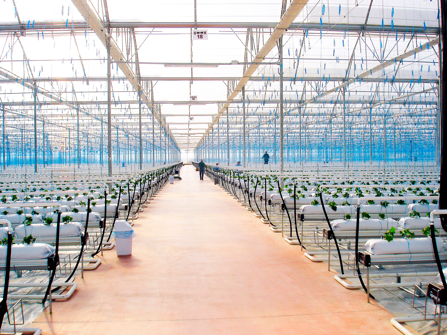 Novagric ejecutó un ambicioso proyecto completo de invernaderos tecnológicos en Turquía para la producción hidropónica de tomate de alto rendimiento.