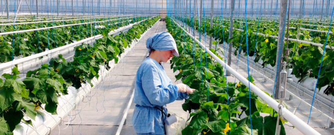 Novagric ejecutó un ambicioso proyecto completo de invernaderos tecnológicos en Turquía para la producción hidropónica de tomate de alto rendimiento.