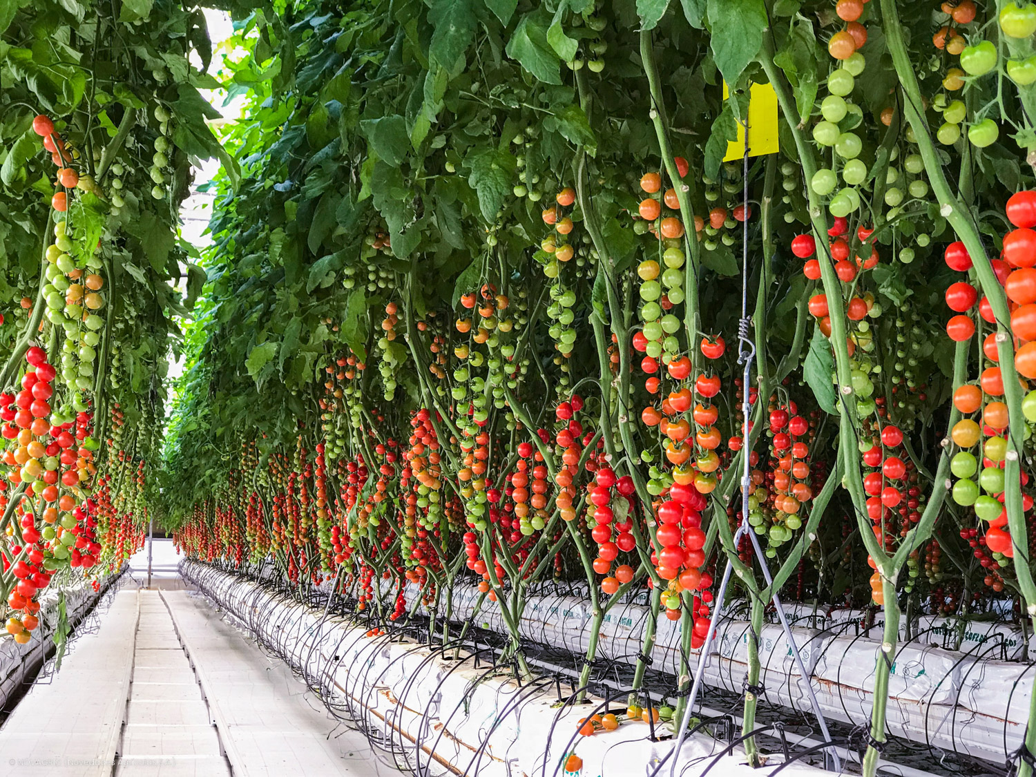 Novagric - Soluciones y servicios especializados en riego, invernaderos y tecnología agrícola