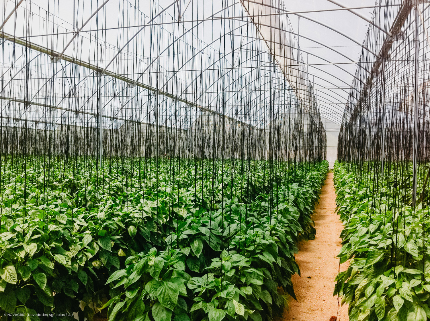 Novagric - Soluciones y servicios especializados en riego, invernaderos y tecnología agrícola