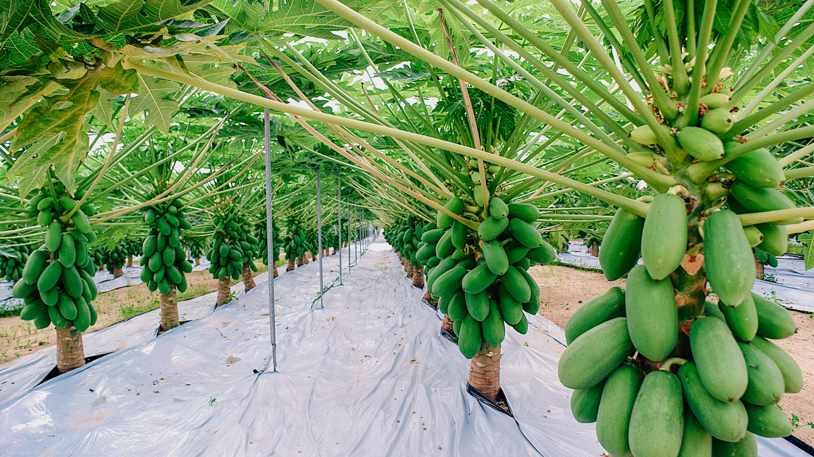 Novagric - Soluciones y servicios especializados en riego, invernaderos y tecnología agrícola