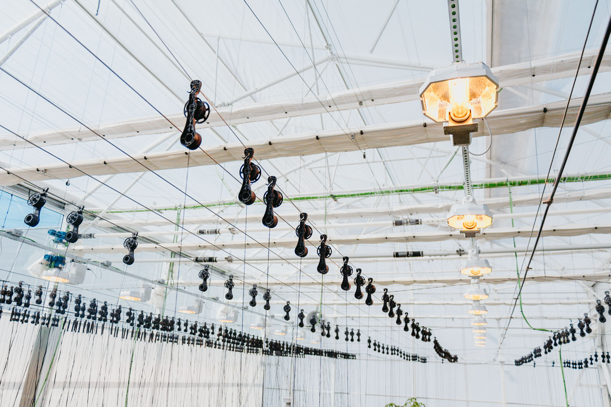 Iluminación de invernadero