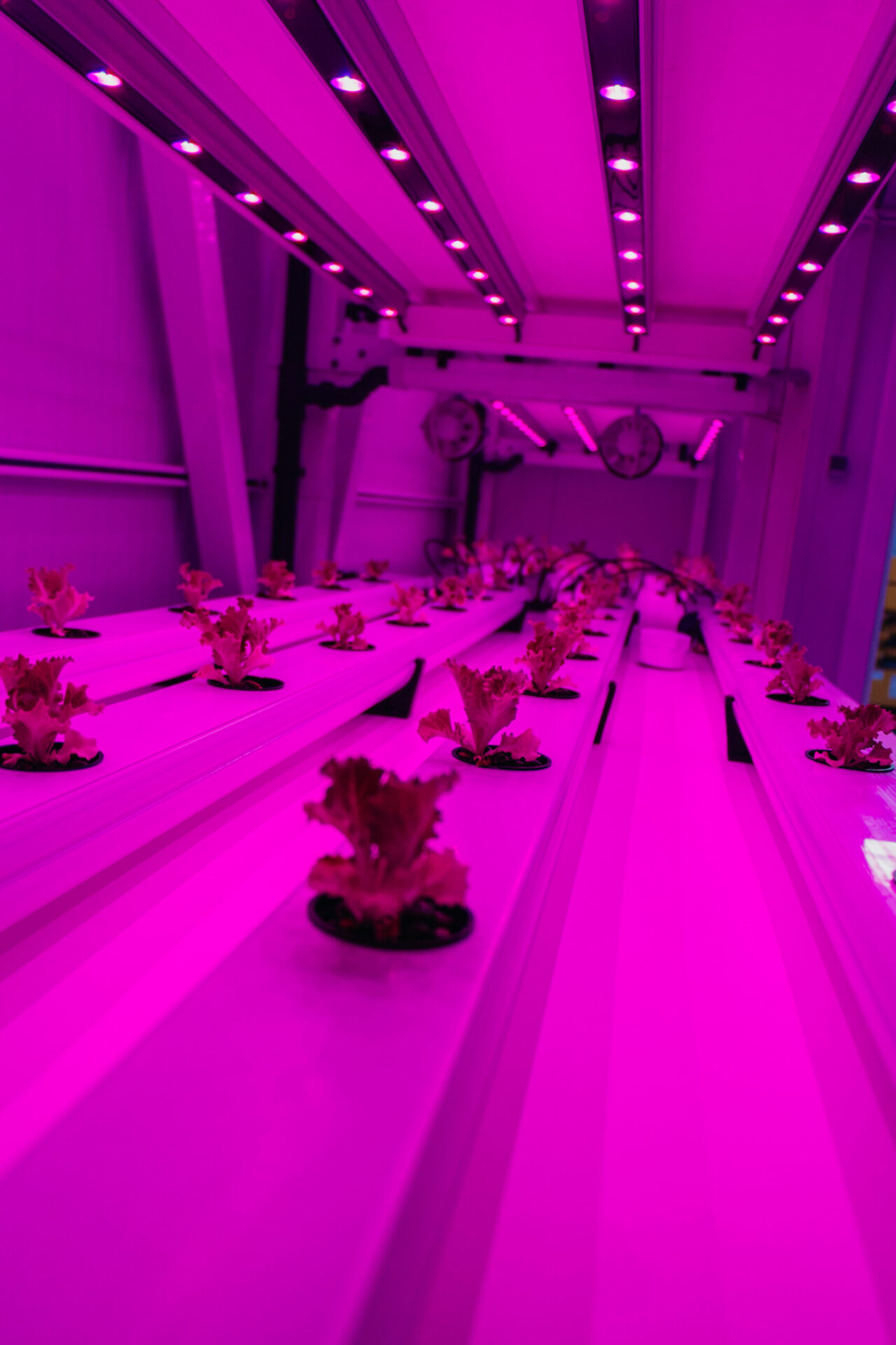 _MG_9133 Novagric - Iluminación Plantas verticales