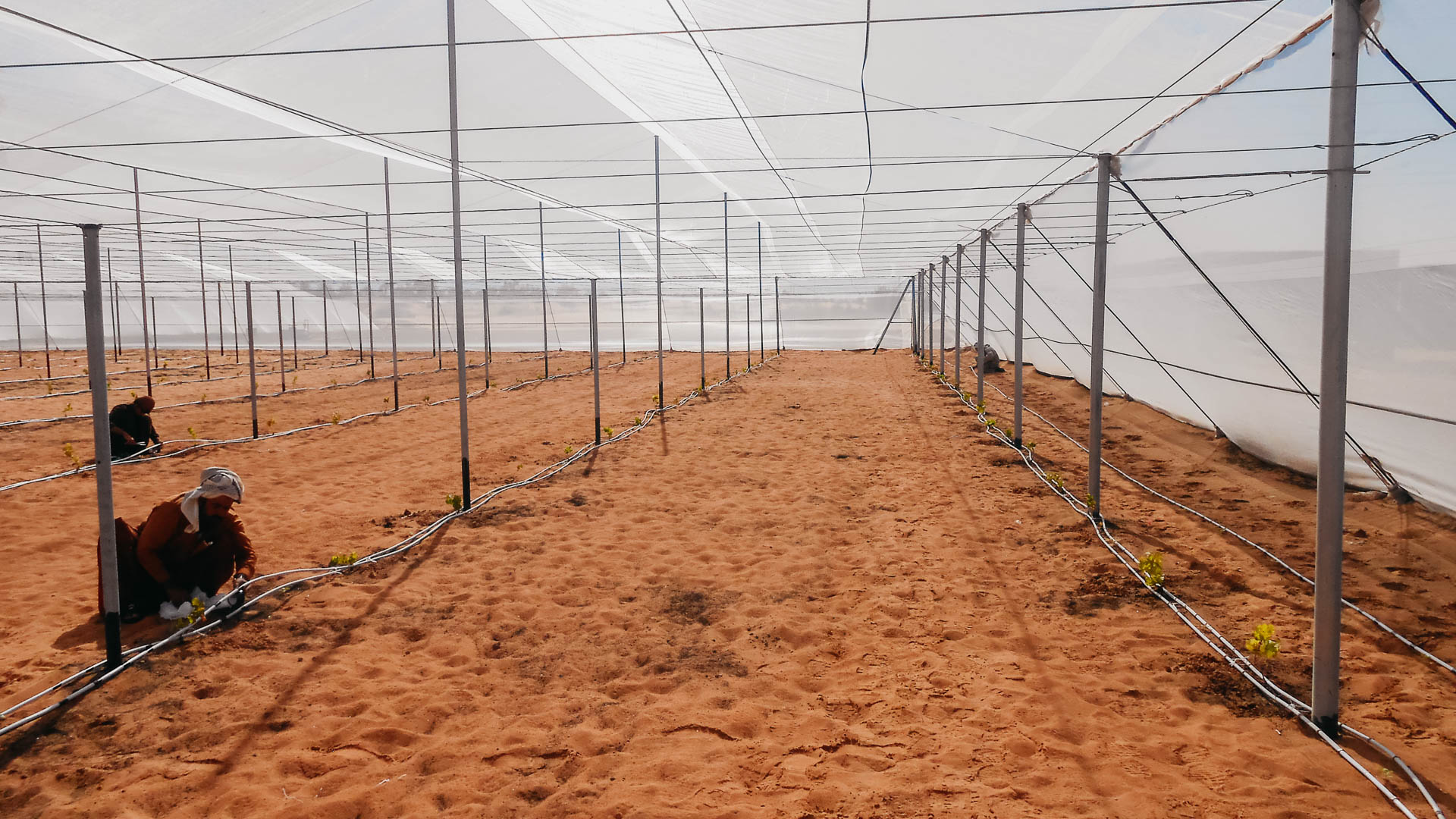 Novagric - Soluciones y servicios especializados en riego, invernaderos y tecnología agrícola