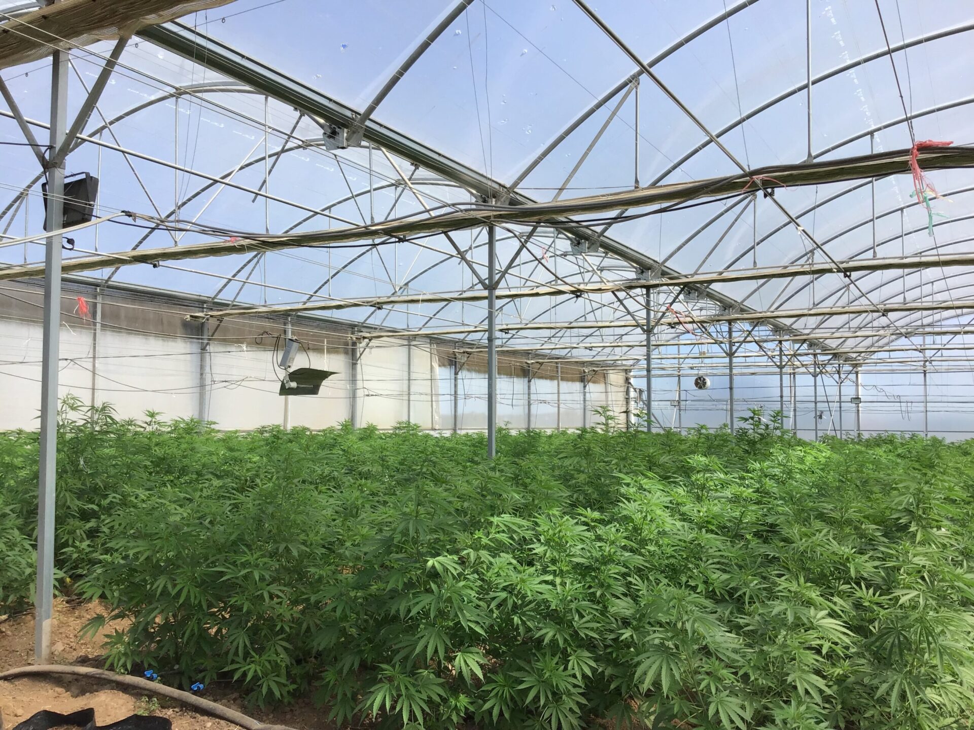 Novagric-Project-cannabis-10 Invernadero hidropónico