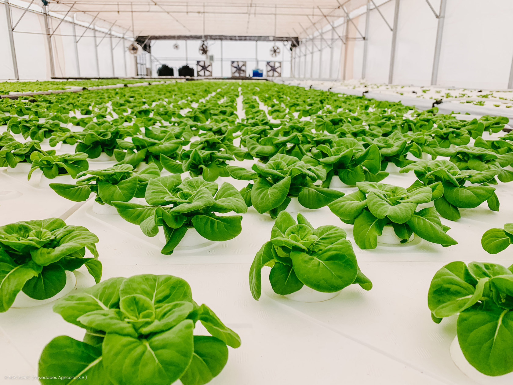 Novagric - Soluciones y servicios especializados en riego, invernaderos y tecnología agrícola