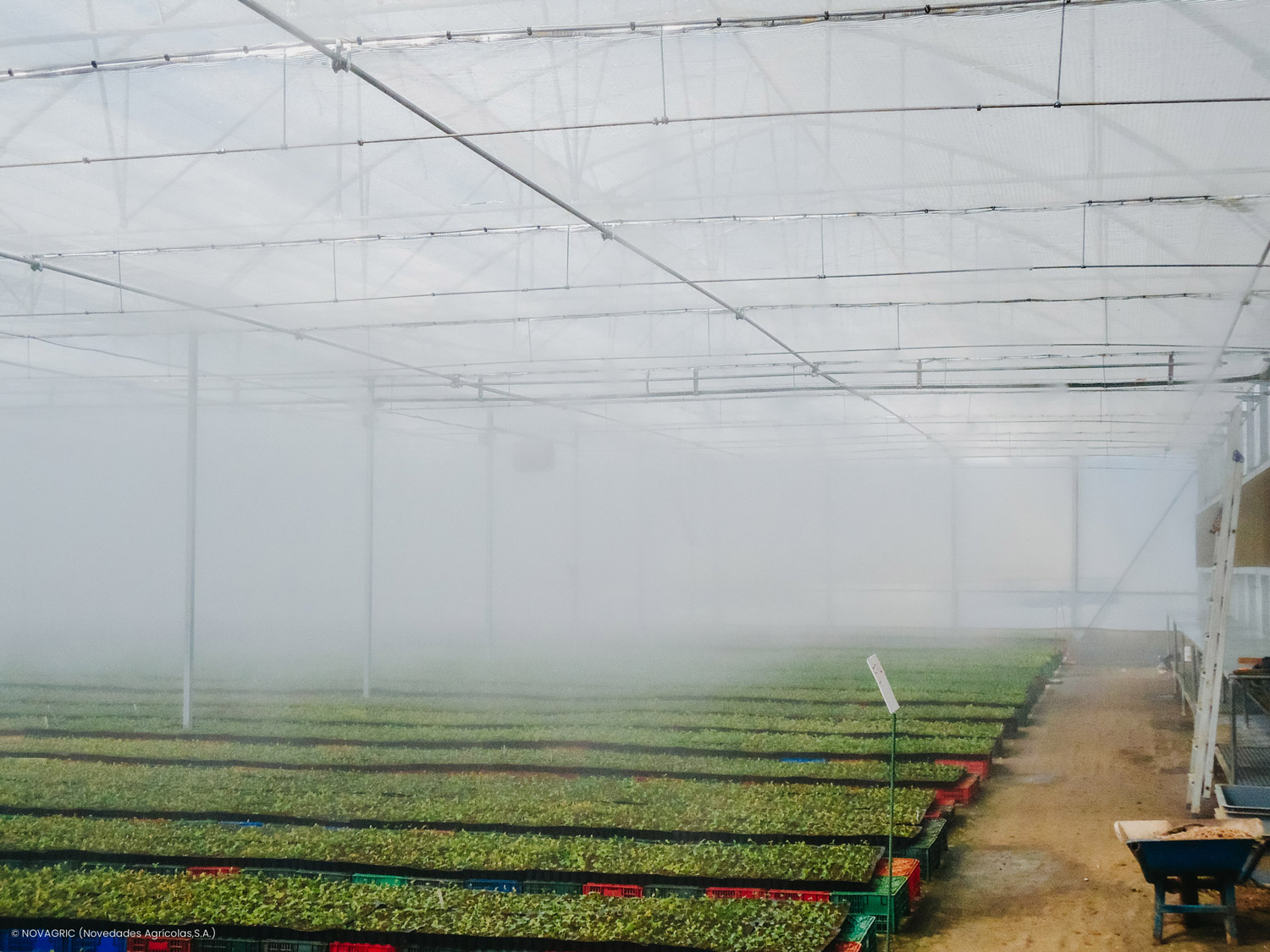 Novagric desarrolló un proyecto de invernadero semillero tecnológico en Marruecos para la producción profesional de frutos rojos.