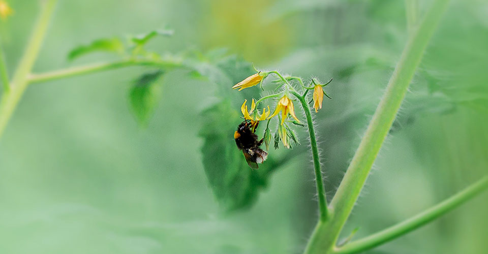 agricultura-sostenible-2 Novagric - Soluciones y servicios especializados en riego, invernaderos y tecnología agrícola