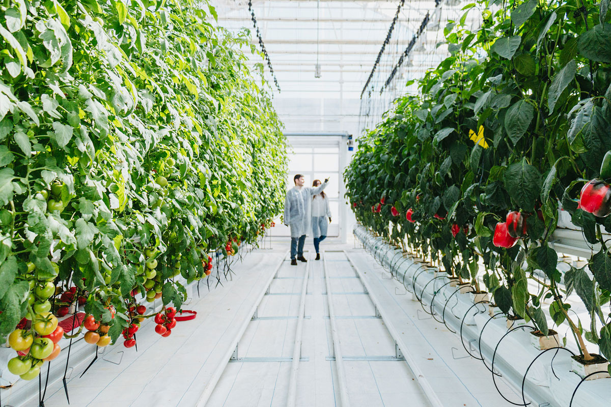 Novagric - Soluciones y servicios especializados en riego, invernaderos y tecnología agrícola