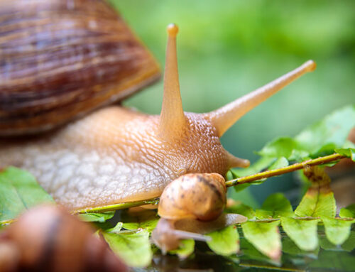 Criadero de Caracoles en Invernadero ¿Es Rentable?