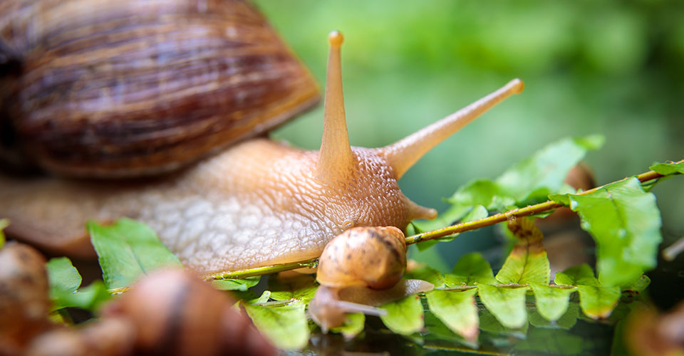 Novagric - Soluciones y servicios especializados en riego, invernaderos y tecnología agrícola