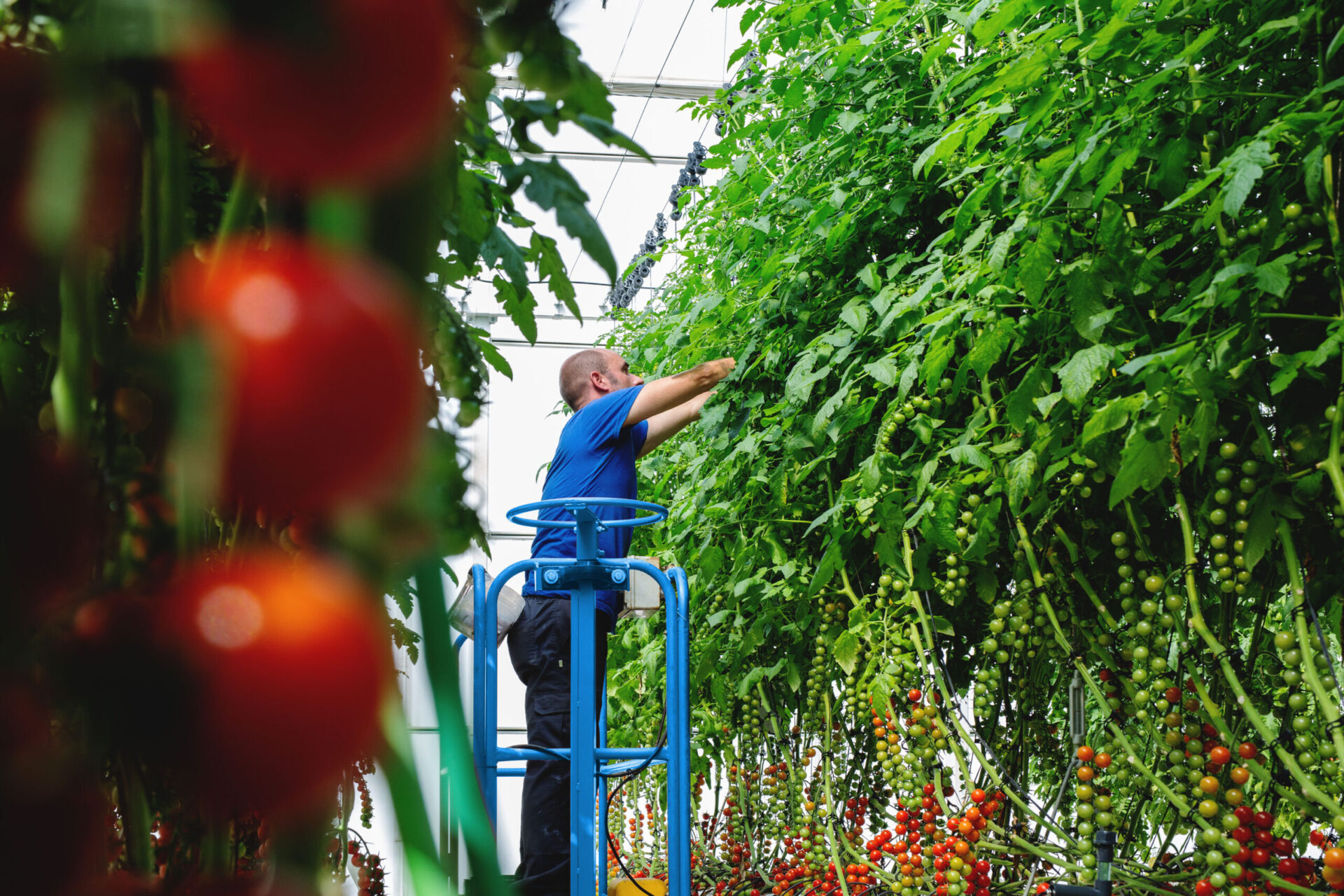 Complementos de cultivo