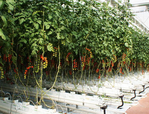 Sistemas de enriquecimiento carbónico para Invernaderos