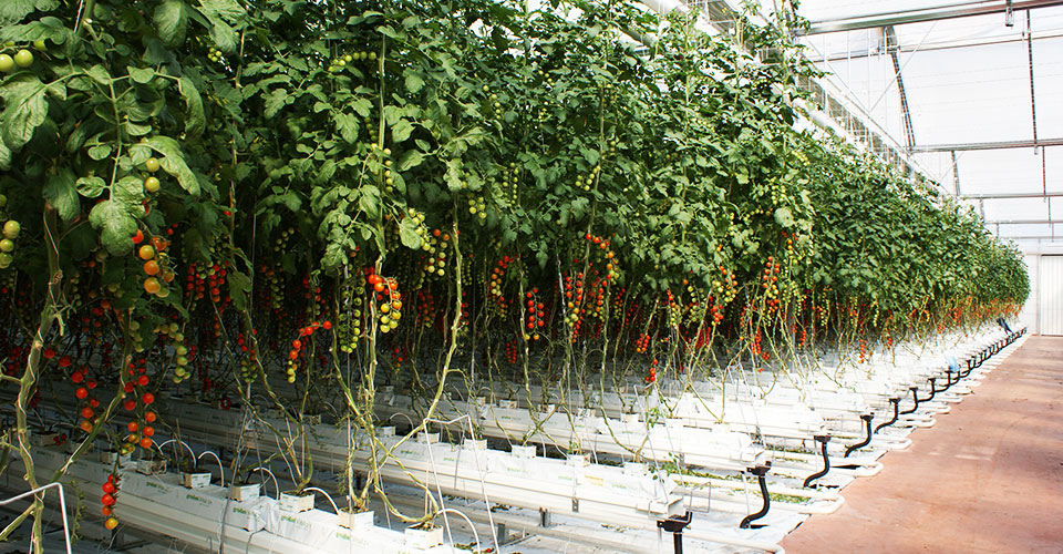 Novagric - Soluciones y servicios especializados en riego, invernaderos y tecnología agrícola