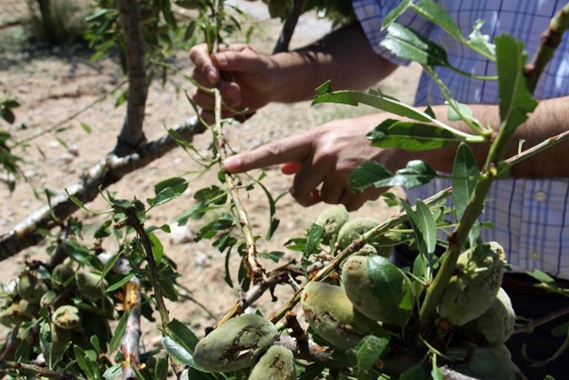 danos-granizo-cultivos Novagric - Soluciones y servicios especializados en riego, invernaderos y tecnología agrícola