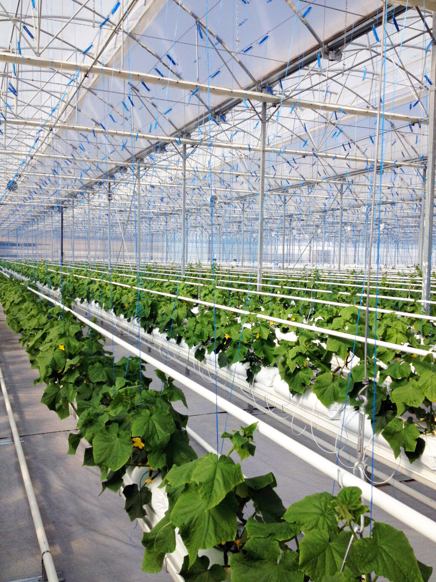 drenajes-invernadero-3 Recirculación de drenajes