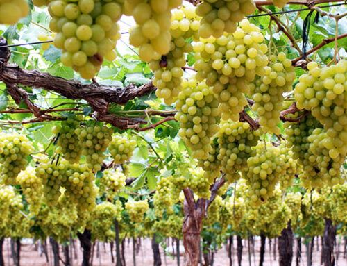 Cómo cultivar y recolectar Uva de Mesa