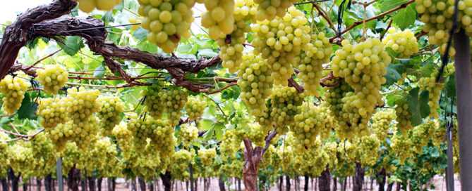 Novagric - Soluciones y servicios especializados en riego, invernaderos y tecnología agrícola