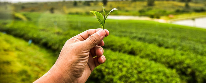 Novagric - Soluciones y servicios especializados en riego, invernaderos y tecnología agrícola