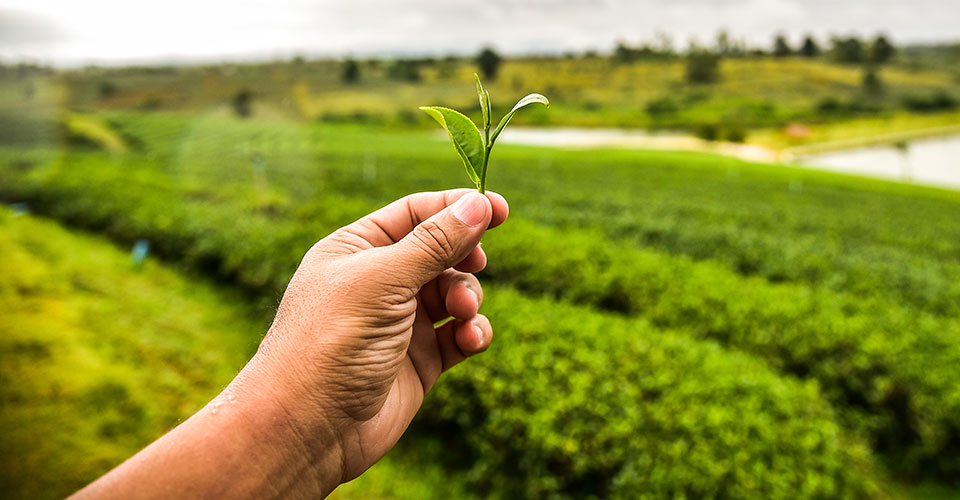 Novagric - Soluciones y servicios especializados en riego, invernaderos y tecnología agrícola