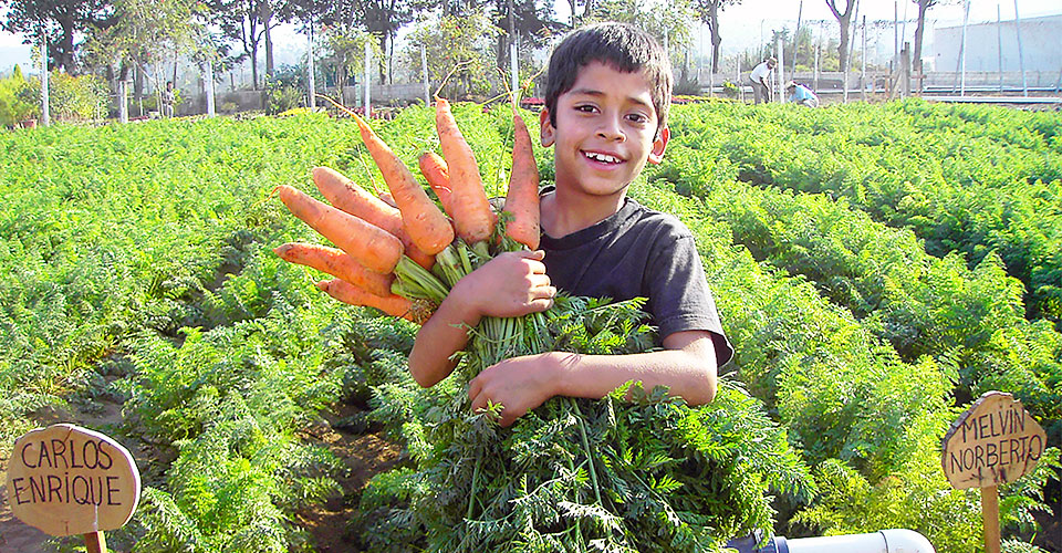 Novagric - Soluciones y servicios especializados en riego, invernaderos y tecnología agrícola