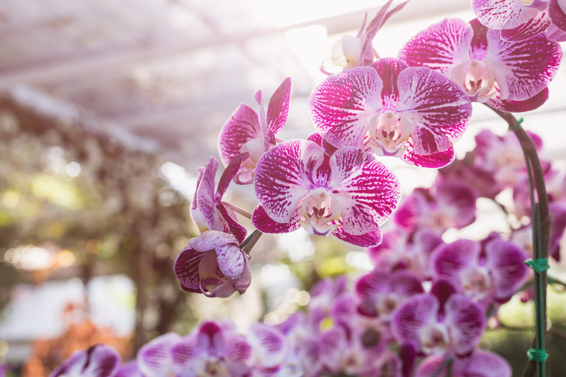 Novagric - Soluciones y servicios especializados en riego, invernaderos y tecnología agrícola