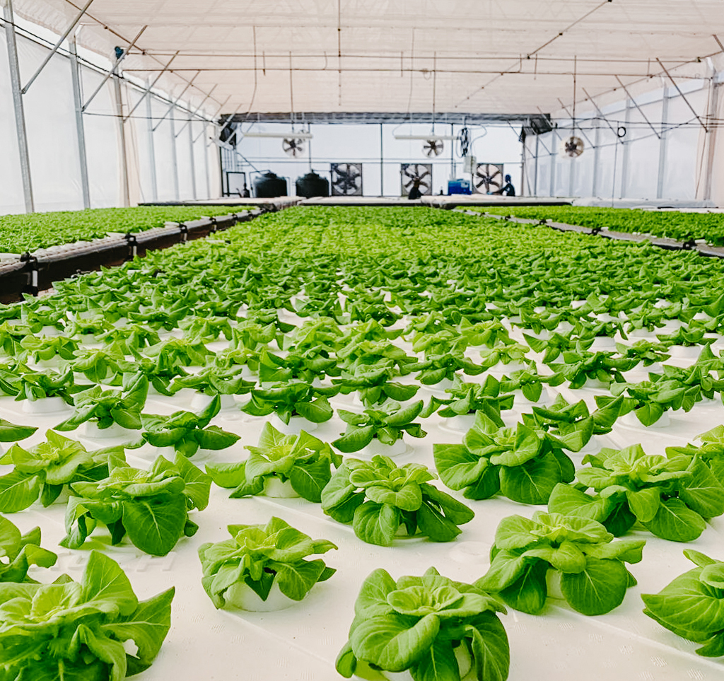 hidroponico-puro Novagric - cultivo hidropónico