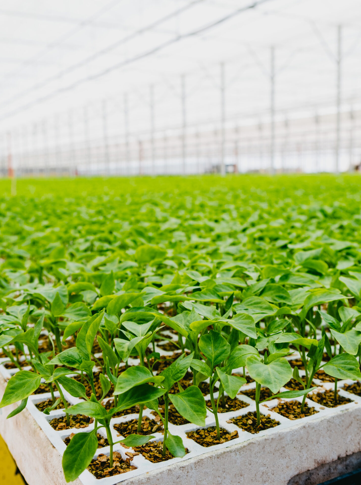 hortalizas-bandejas Novagric - cultivo en bandejas