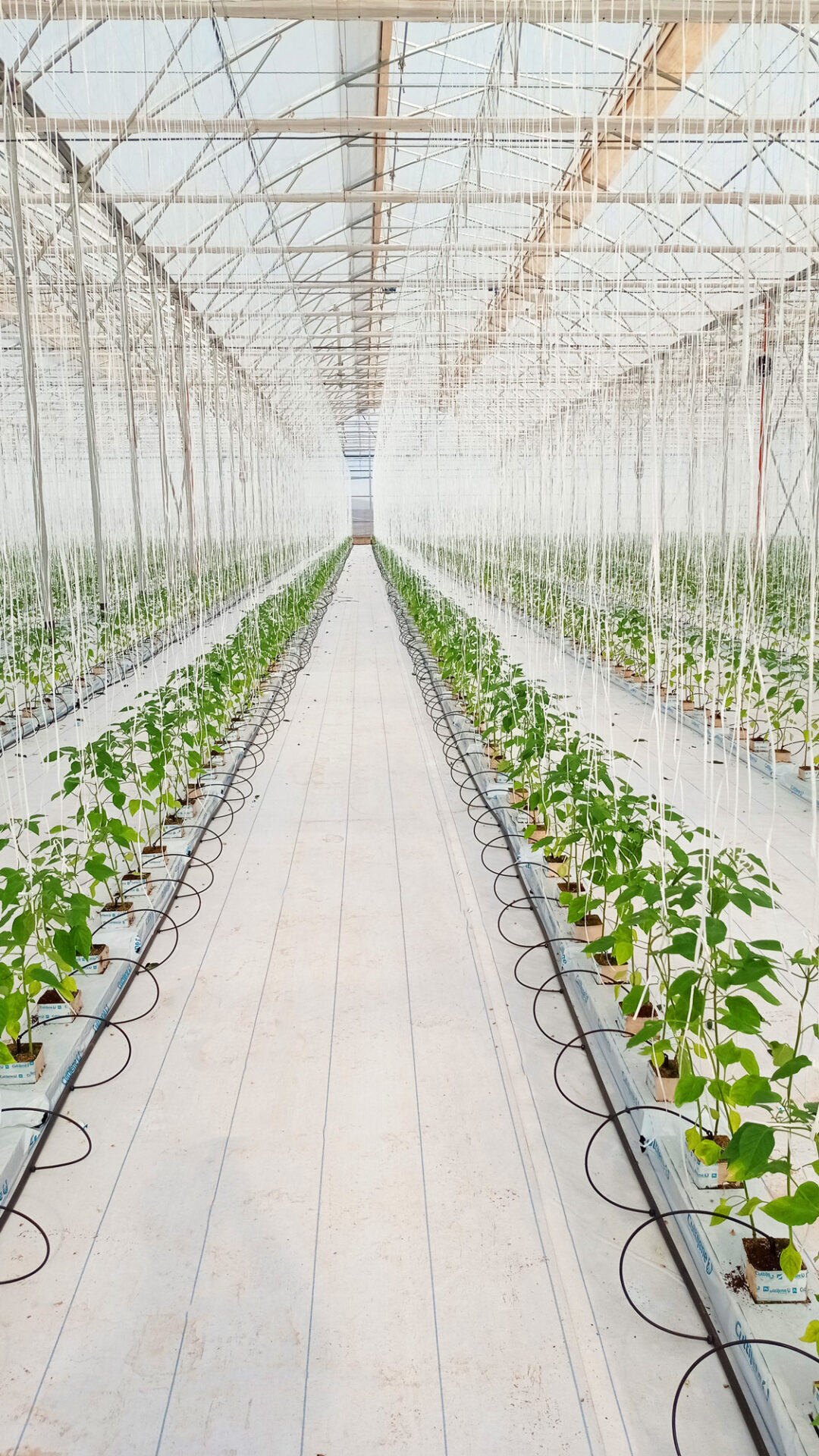 hortalizas-cultivo-sacos Novagric - hortalizas en cultivo de sacos