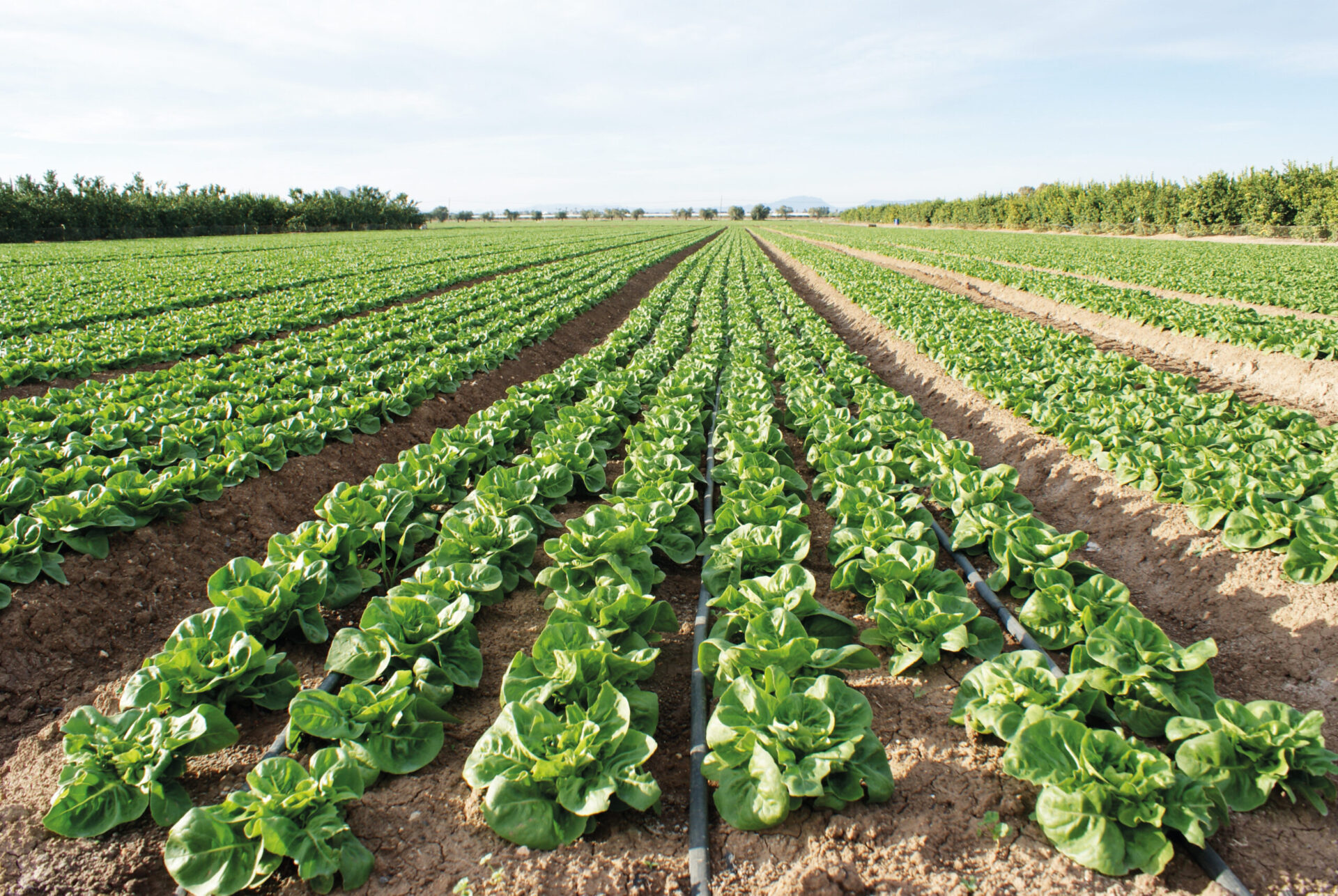 Novagric-Cultivo-en-el-suelo Novagric - Cultivo en suelo