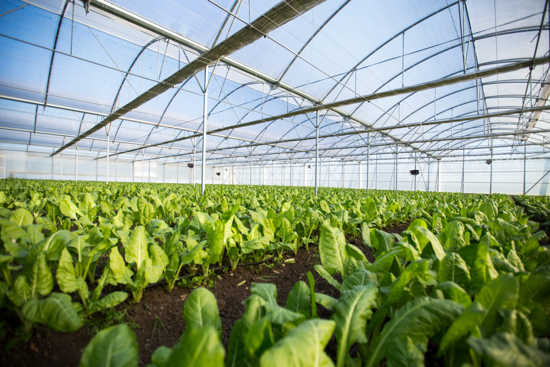 Novagric - invernadero lechuga