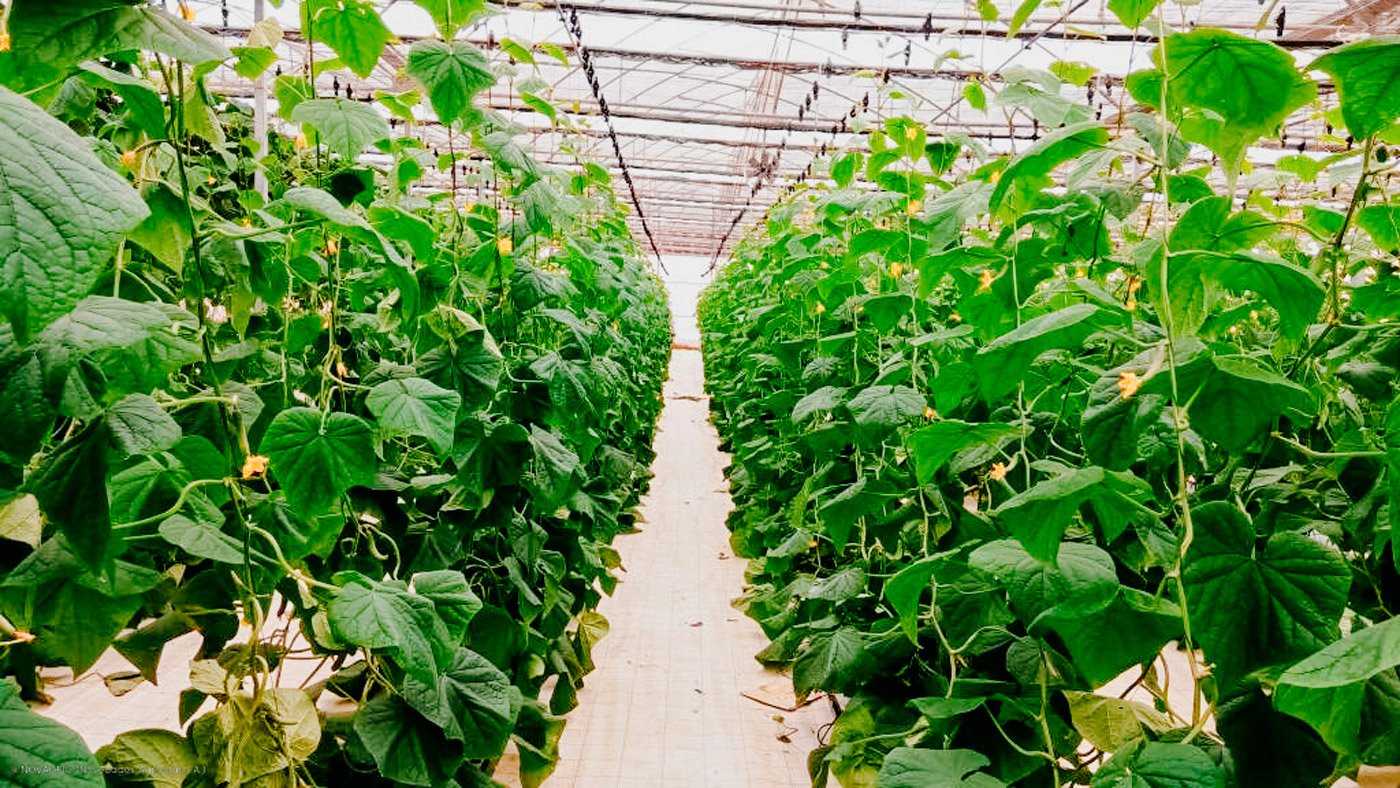 Novagric - Soluciones y servicios especializados en riego, invernaderos y tecnología agrícola