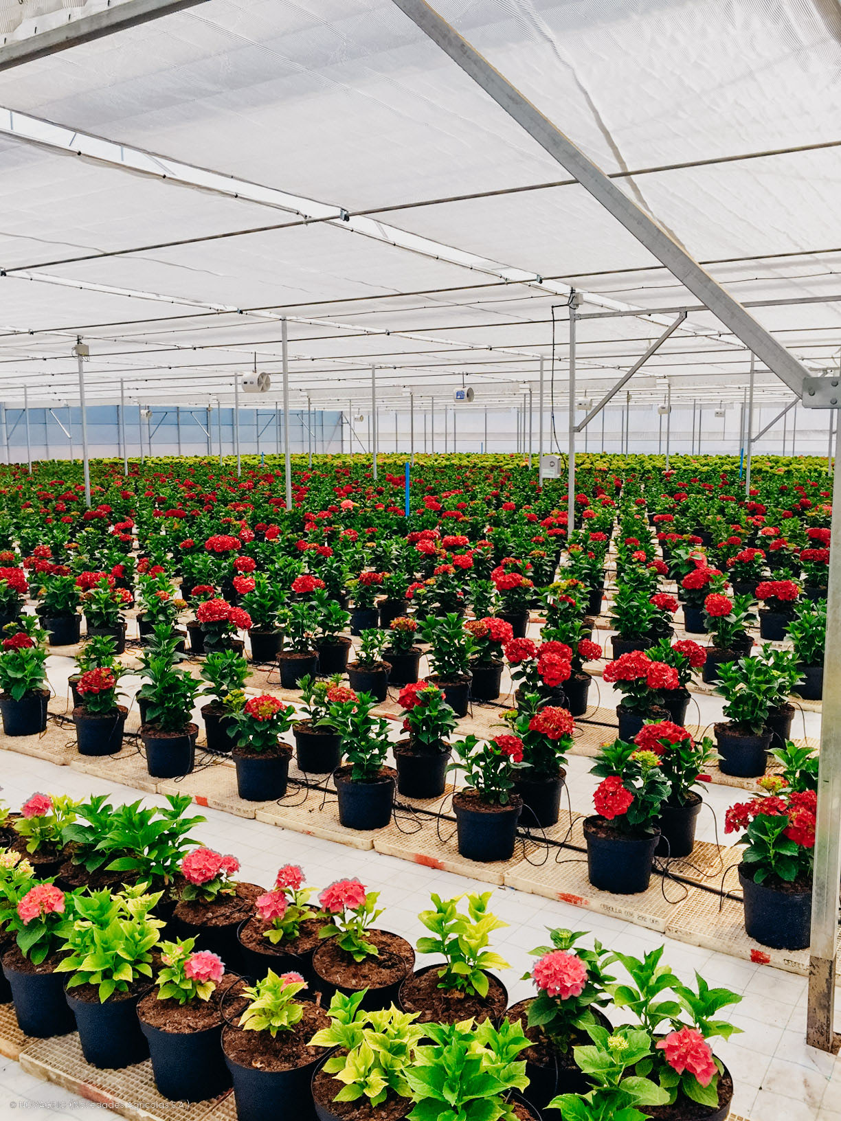 Novagric - Soluciones y servicios especializados en riego, invernaderos y tecnología agrícola