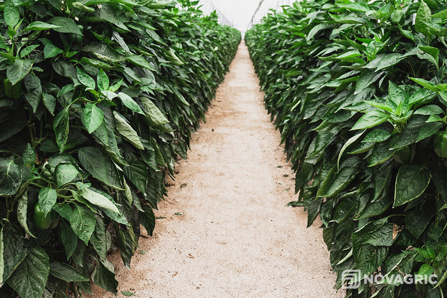 invernadero-multitunel-ecologico Novagric - Soluciones y servicios especializados en riego, invernaderos y tecnología agrícola