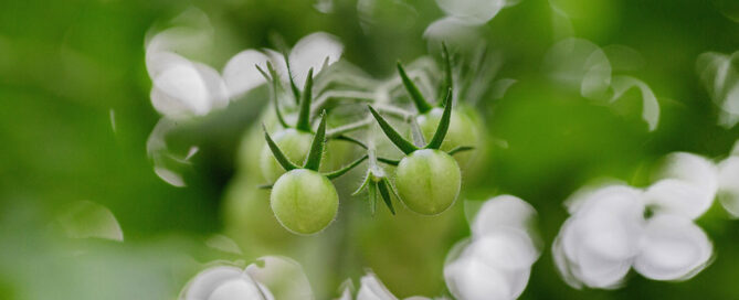 Novagric - Soluciones y servicios especializados en riego, invernaderos y tecnología agrícola