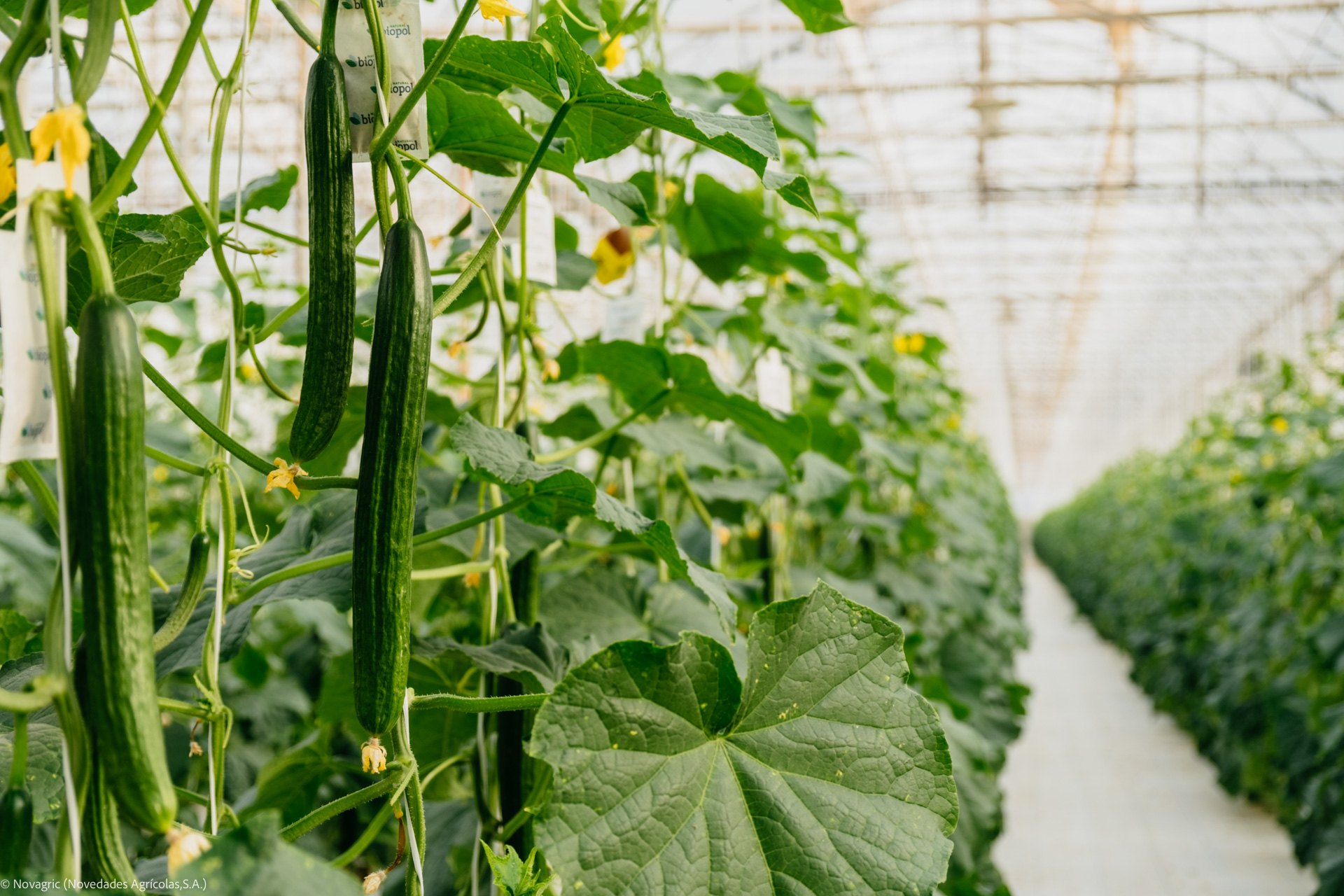 Novagric - invernadero pepino