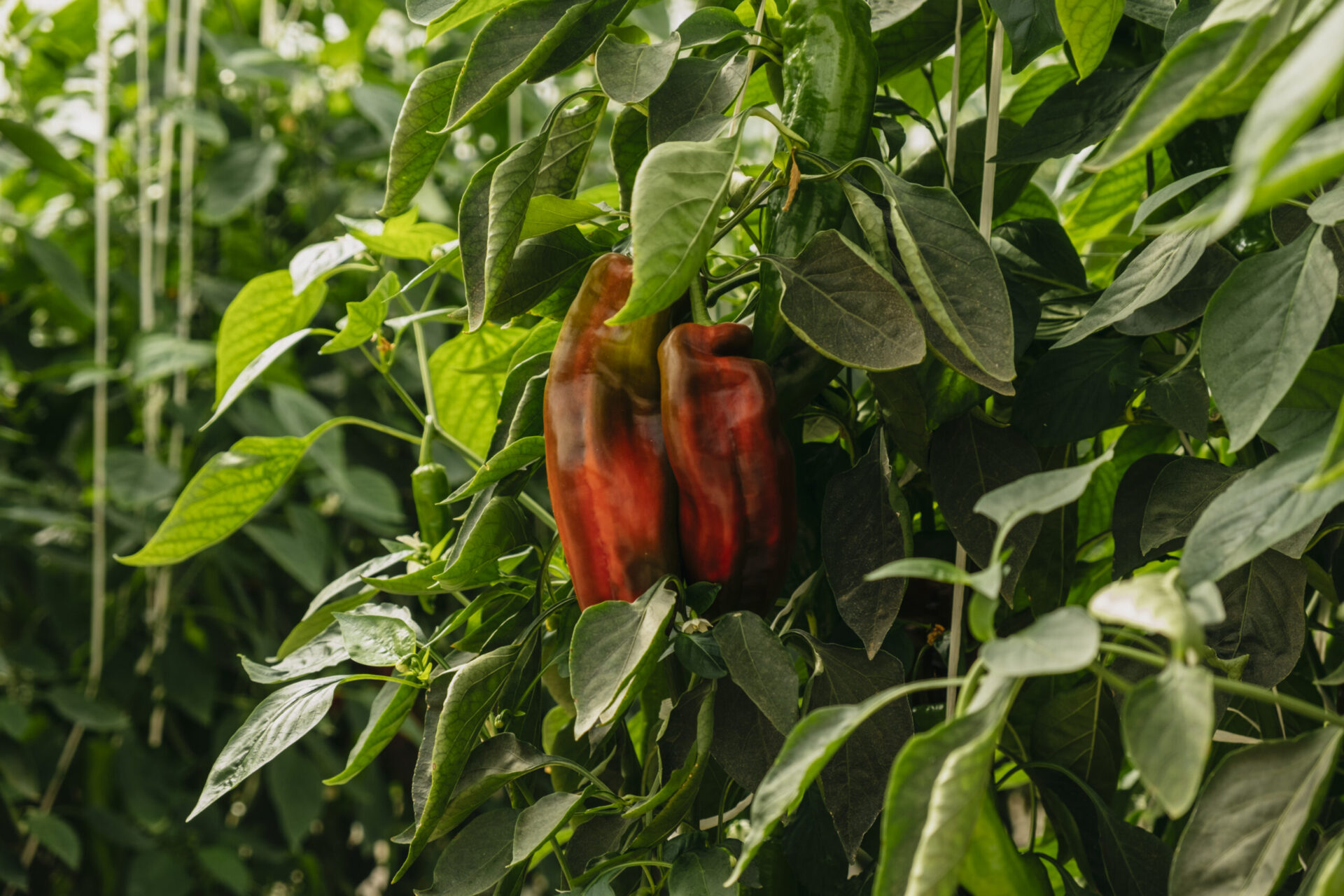 Novagric - invernadero pimientos