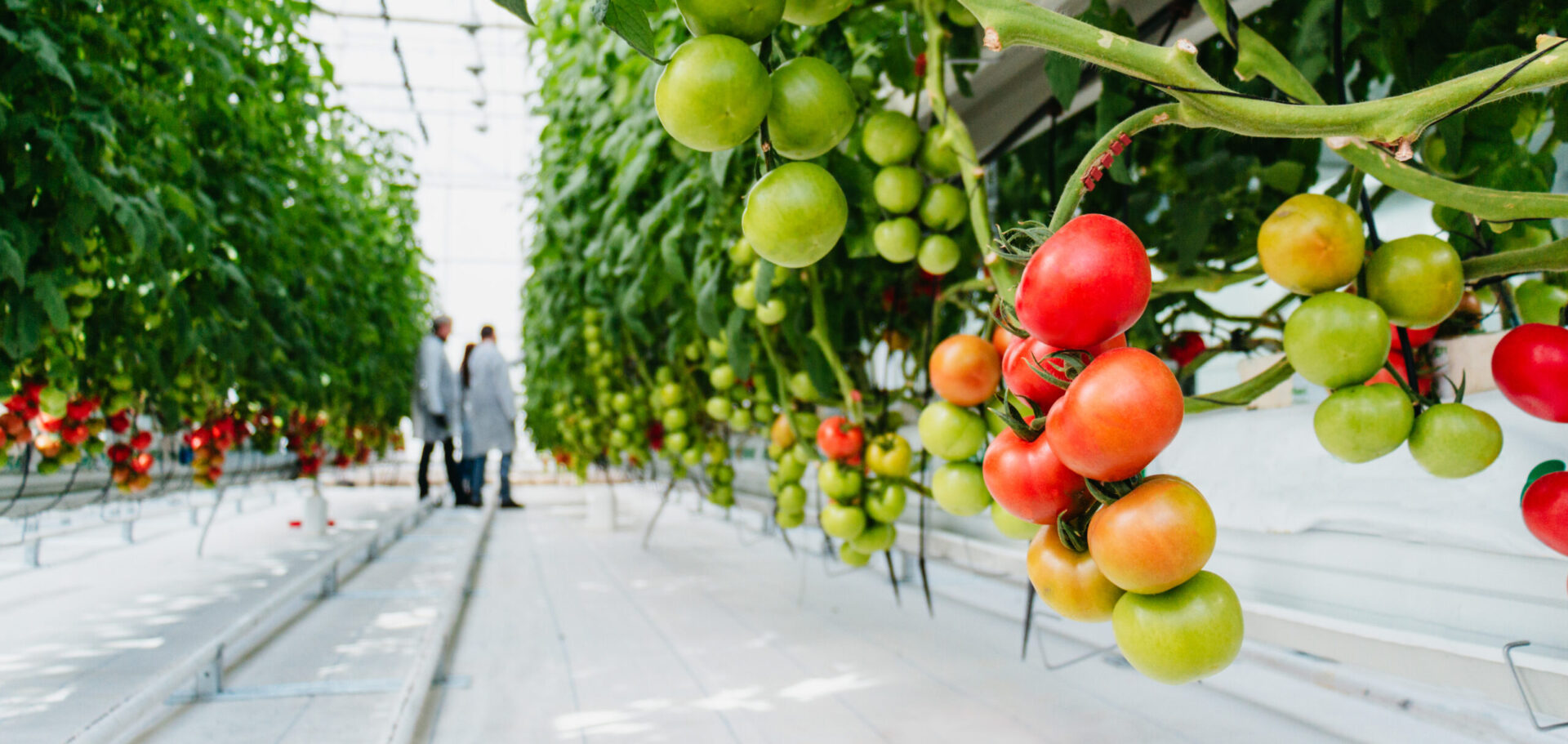 Novagric - tomate portada