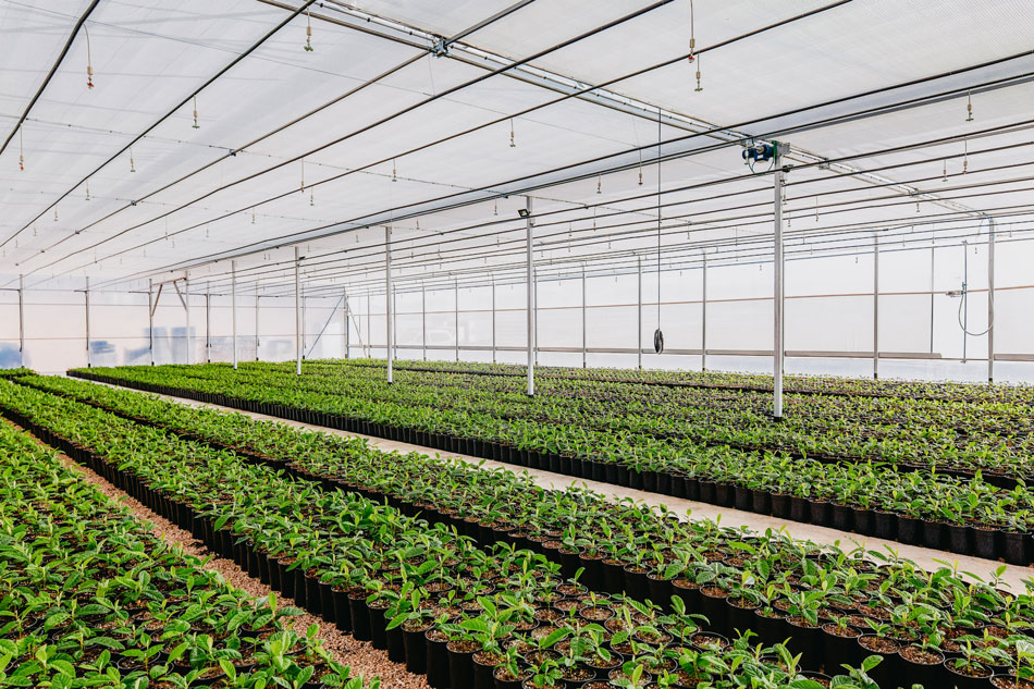 Nebulización de carros