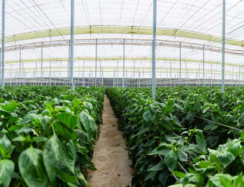 Control de la concentración de CO2 en los Cultivos de Invernadero