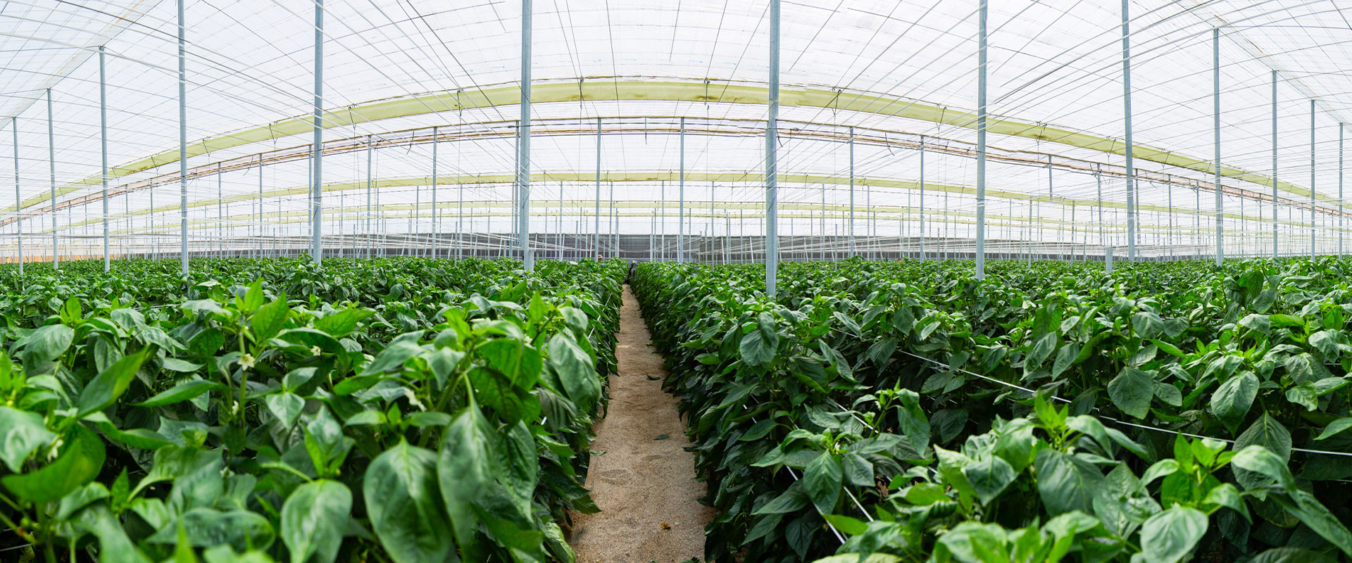 Raspa y amagado Raspa y amagado