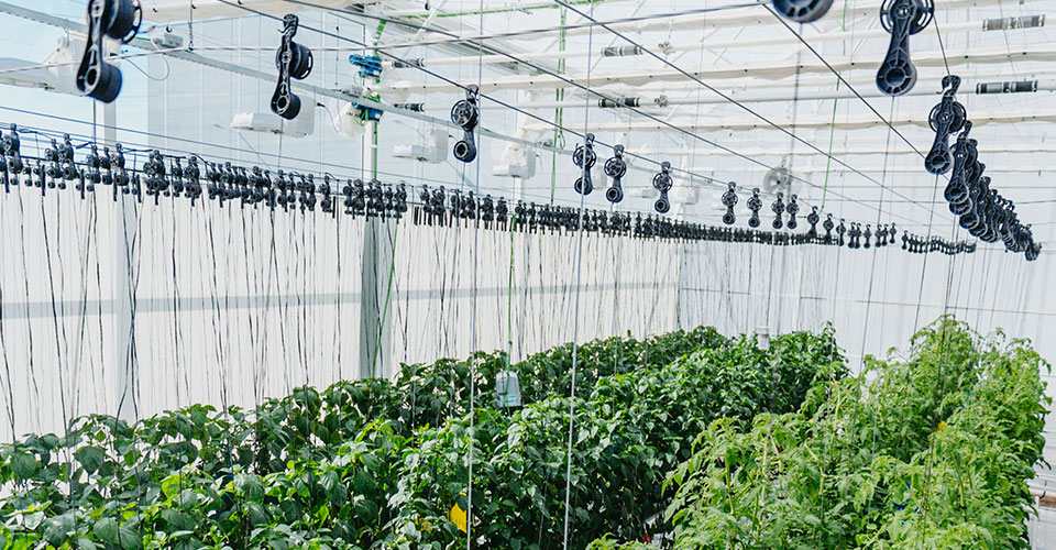 Novagric - Soluciones y servicios especializados en riego, invernaderos y tecnología agrícola