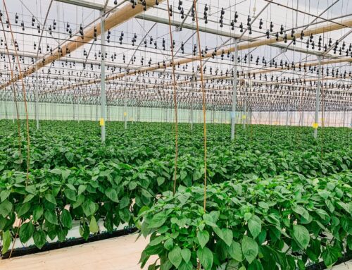 ¿Qué es el Entutorado de Tomate?